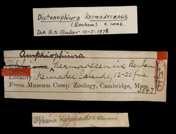 Media type: image;   Invertebrate Zoology OPH-3547 Description: Handwritten labels for this specimen included in the specimen tray.;  Aspect: labels